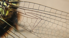 Orthetrum sabina