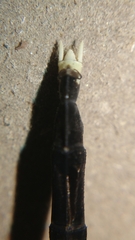 Orthetrum sabina