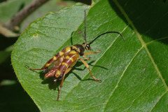 Typocerus velutinus
