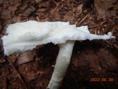 Phalloideae