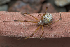 Latrodectus geometricus