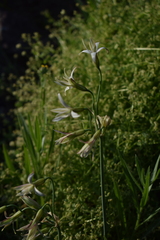 Leucocoryne alliacea