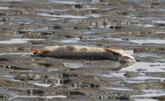 Acipenser transmontanus