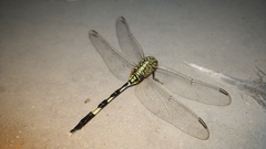 Orthetrum sabina