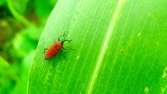 Rhodobaenus sanguineus