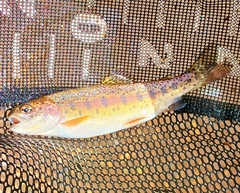 Oncorhynchus