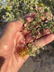 Prosopis palmeri