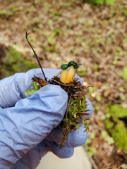 Leotia lubrica image