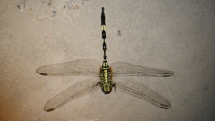 Orthetrum sabina