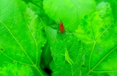 Rhodobaenus sanguineus