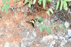 Papilio pilumnus