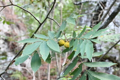 Carya myristiciformis