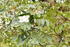 Carya myristiciformis