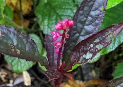 Phytolacca rugosa