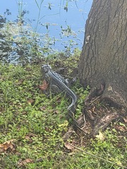 Alligator mississippiensis