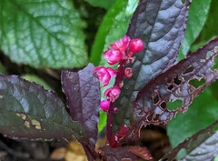 Phytolacca rugosa