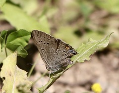 Satyrium sylvinus
