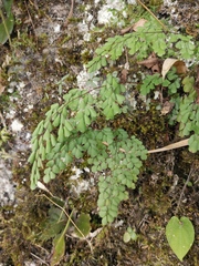 Adiantum erythrochlamys