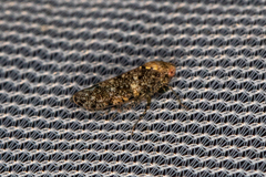 Paraphlepsius collitus