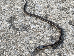 Thamnophis radix
