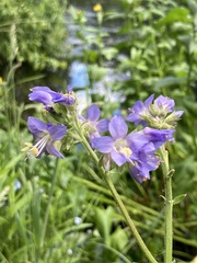 Polemonium occidentale