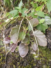 Primulina fimbrisepala