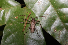Oreodera bituberculata