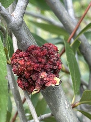 Aceria parapopuli