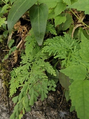 Selaginella