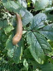 Ariolimax columbianus