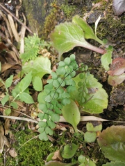Adiantum erythrochlamys