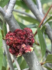 Aceria parapopuli