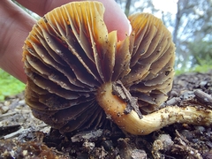 Psilocybe subaeruginosa