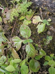 Primulina fimbrisepala