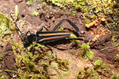 Callichroma auricomum