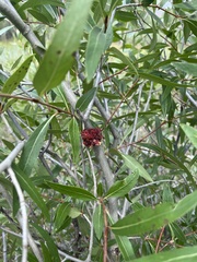Aceria parapopuli