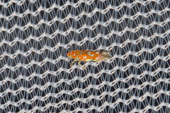 Erythroneura rubra