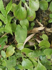 Pinellia cordata