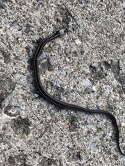 Thamnophis radix
