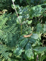 Ariolimax columbianus