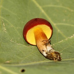 Hortiboletus campestris