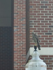 Buteo lineatus