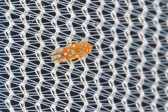 Erythroneura rubra