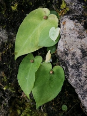 Pinellia cordata
