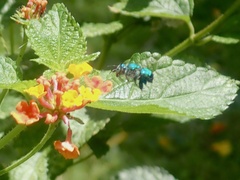 Euglossa