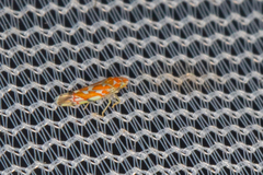 Erythroneura rubra
