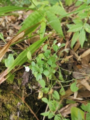 Trigonotis peduncularis