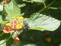 Euglossa