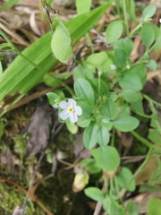 Trigonotis peduncularis