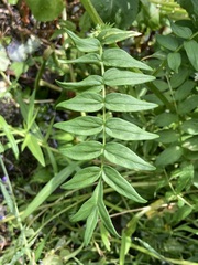 Polemonium occidentale